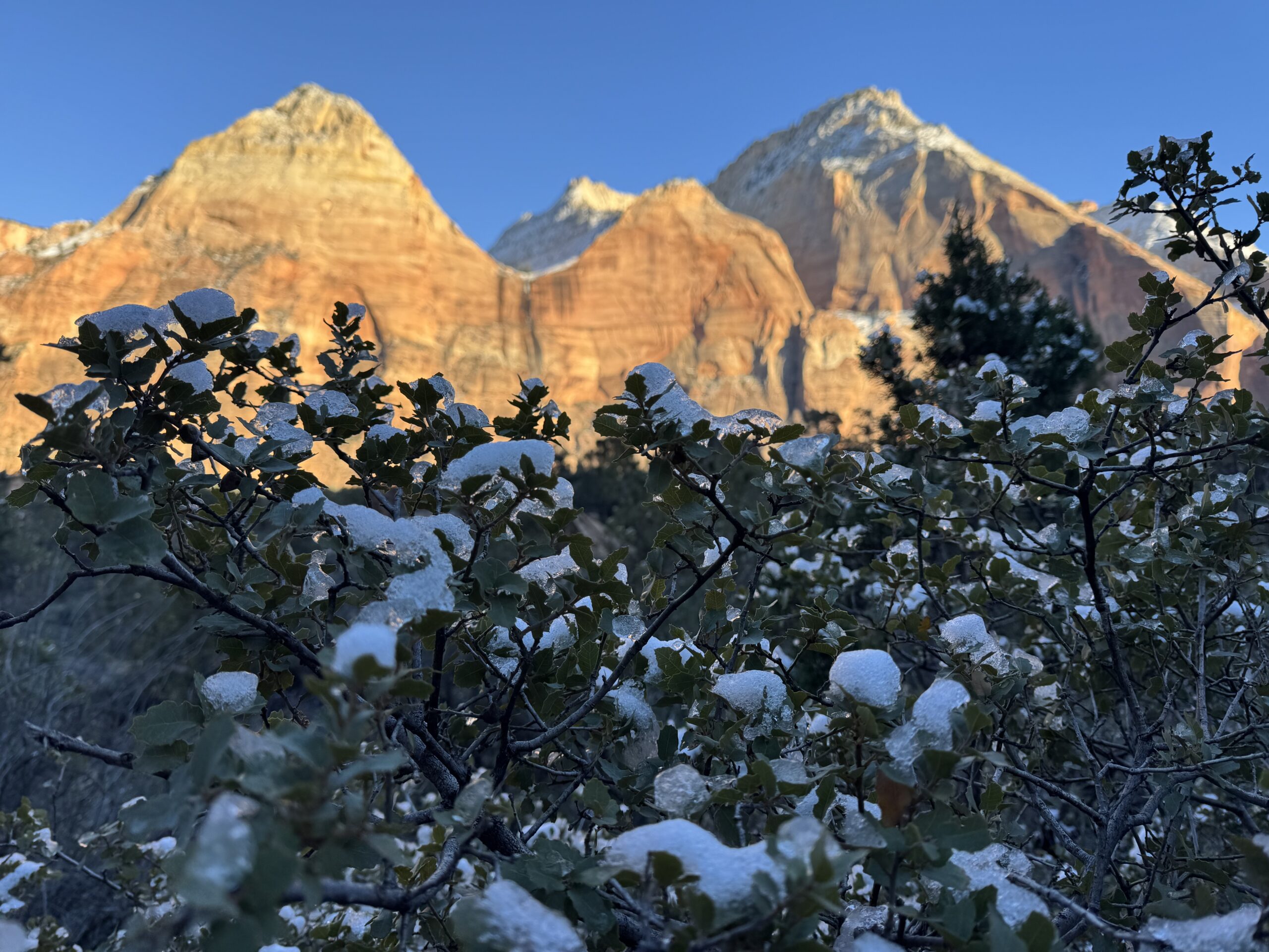 Snow on bushes with erly morening sun on the sunlit cliffs at zion national park