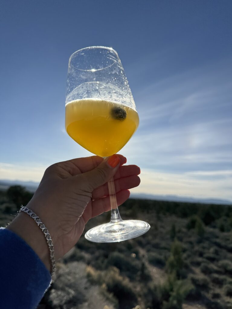 hand holding a mimosa against the sky