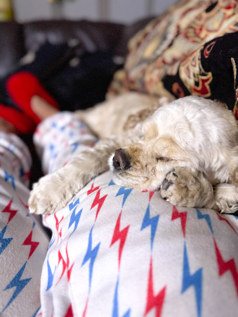 cocker spaniel lying on legs in lighting bolt sweats